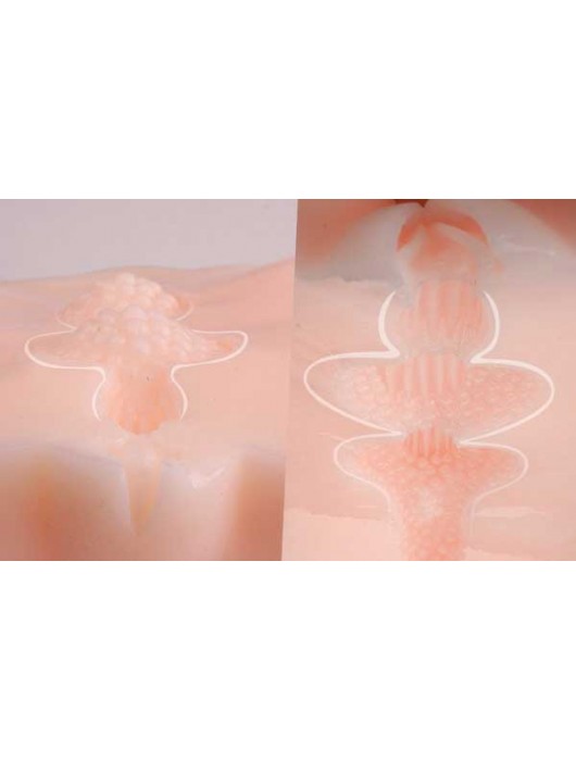 Мастурбатор-полуторс Angel без вибрации - KOKOS - в Евпатории купить с доставкой